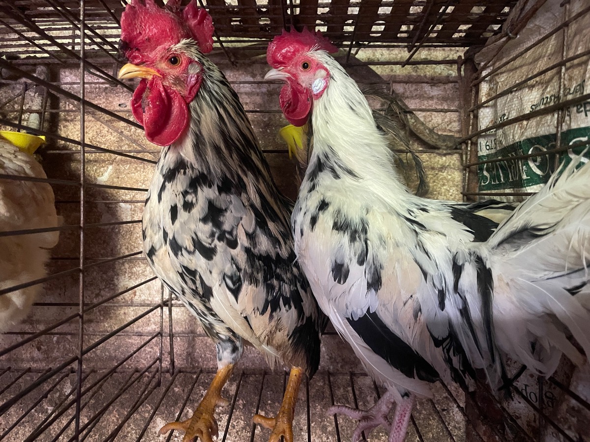 Se venden kikos machos 