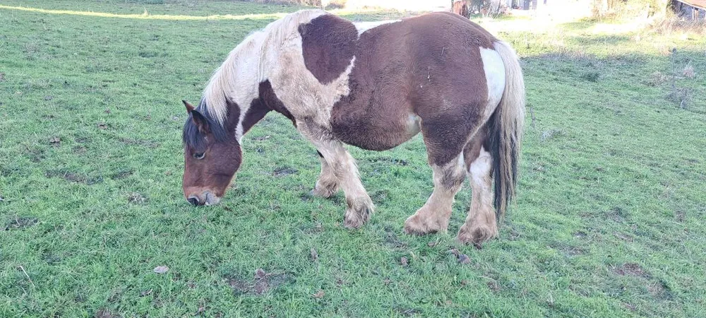 Caballo híspano breton cubriciones