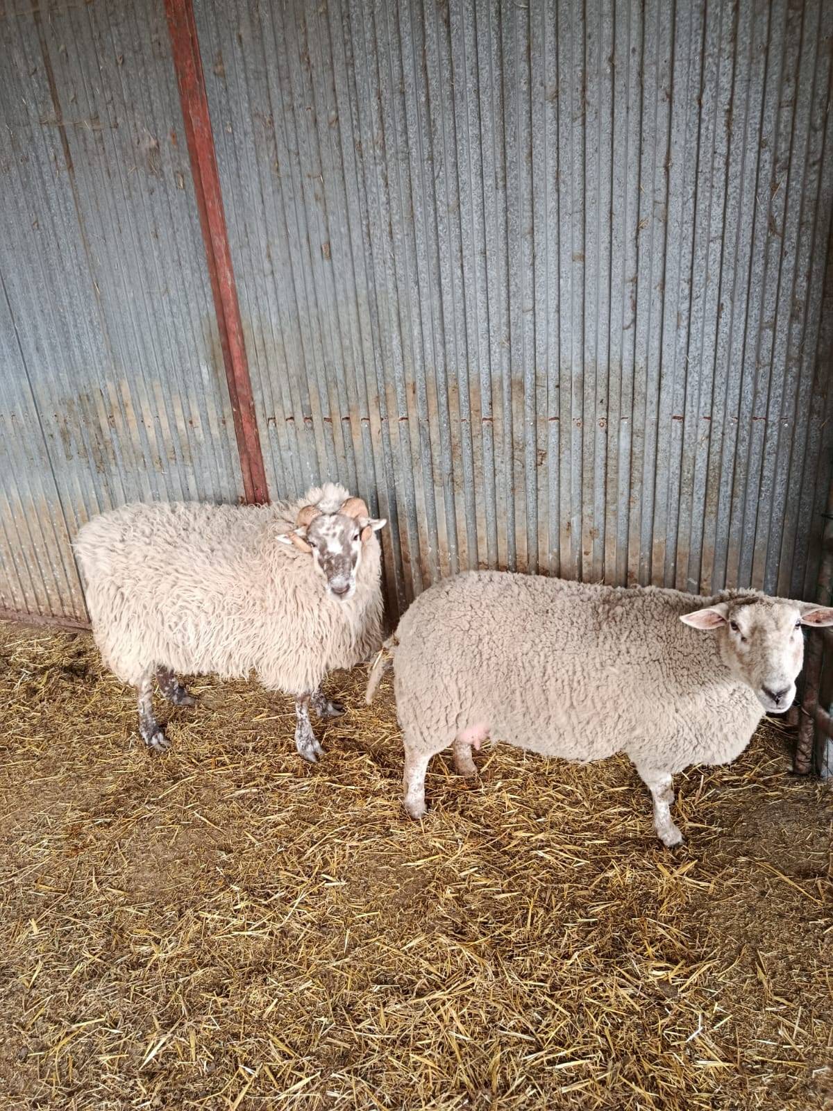 Venta de cordero y oveja 