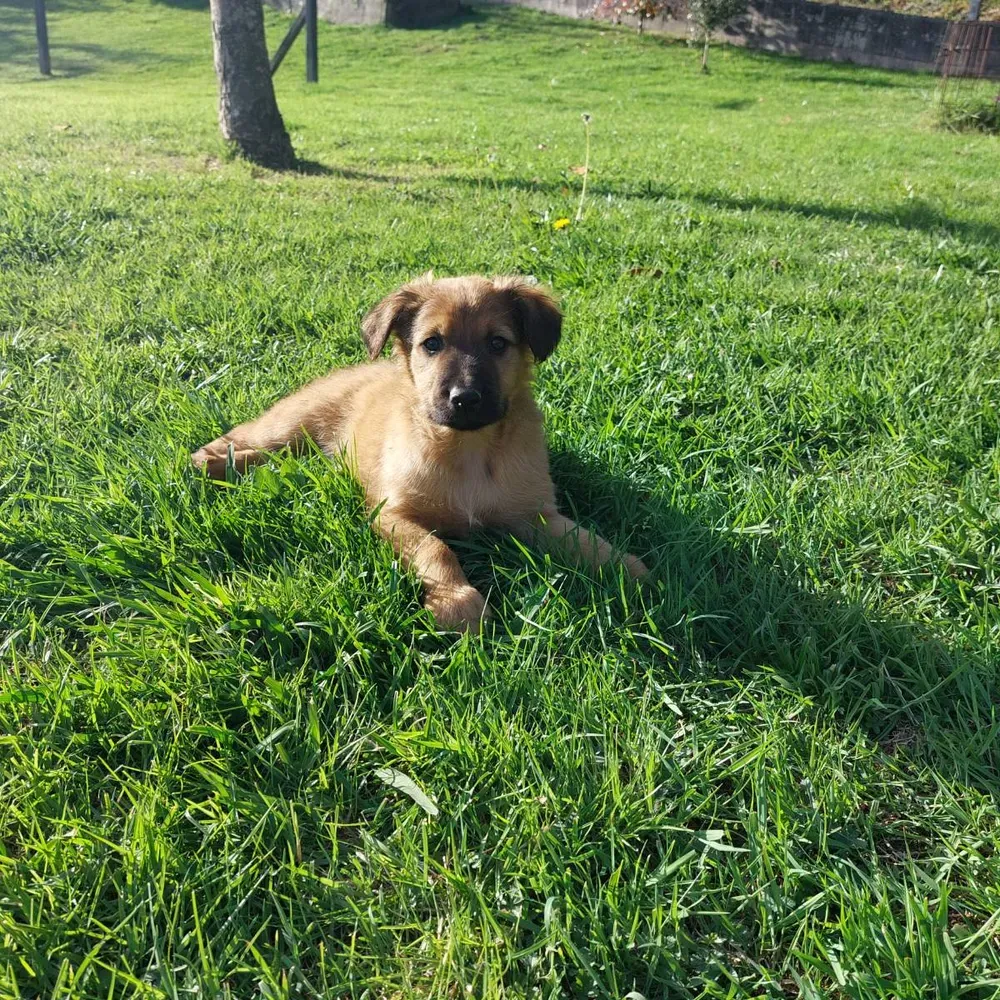 Pastor Vasco-Gorbeako artzain 