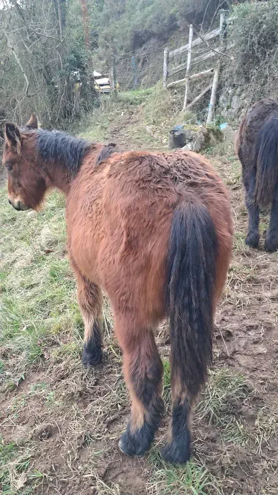 Potro y potra de año