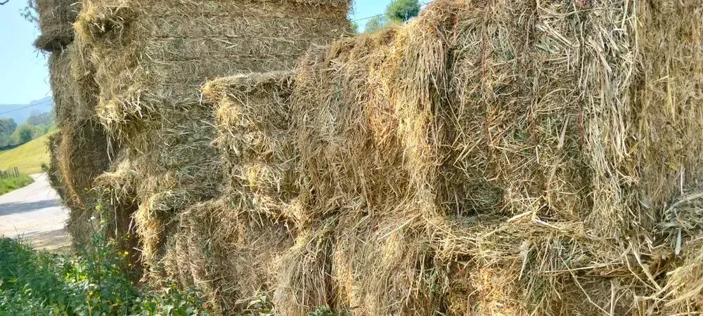 Forraje alfalfa con hierba 