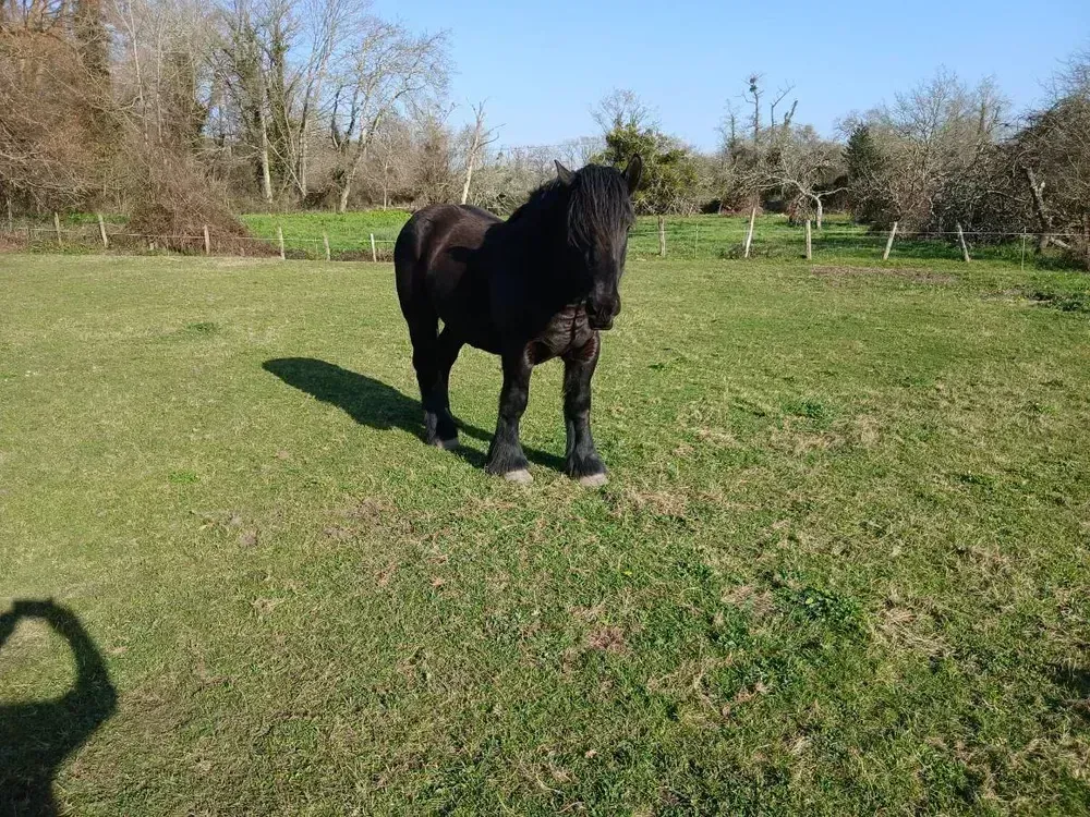 Hispano Bretón Para Cubrir