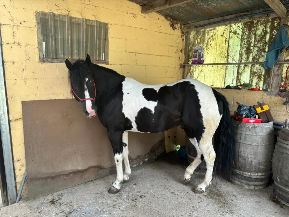 PAINT HORSE AMERICANO