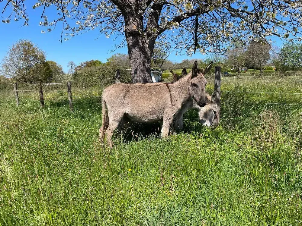 SE VENDE BURRA JOVEN