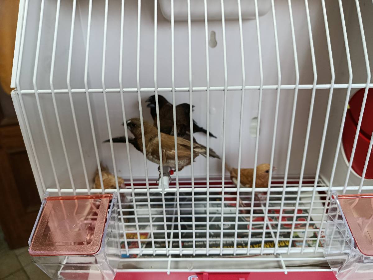 Isabelitas de Japon,mandarinos ,picos de plata