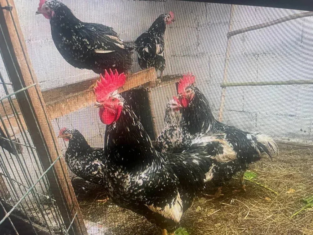 se venden gallos pita pinta asturiana