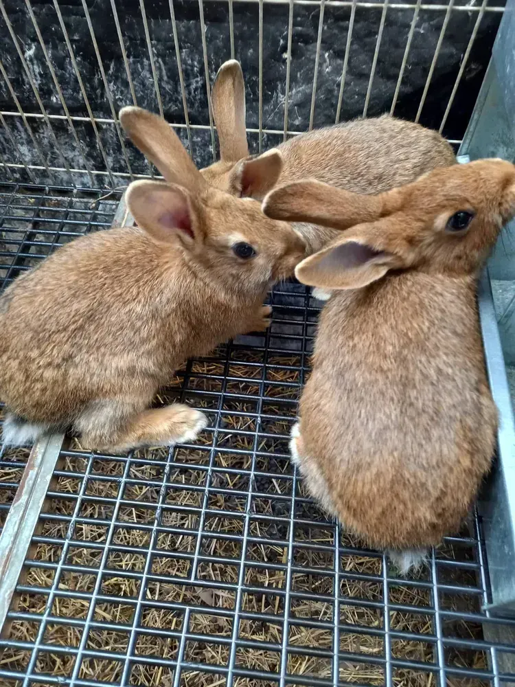 Conejos machos y hembras
