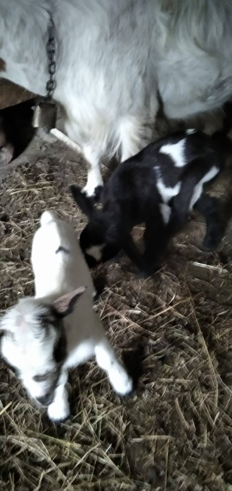 Se venden cabritos para carne