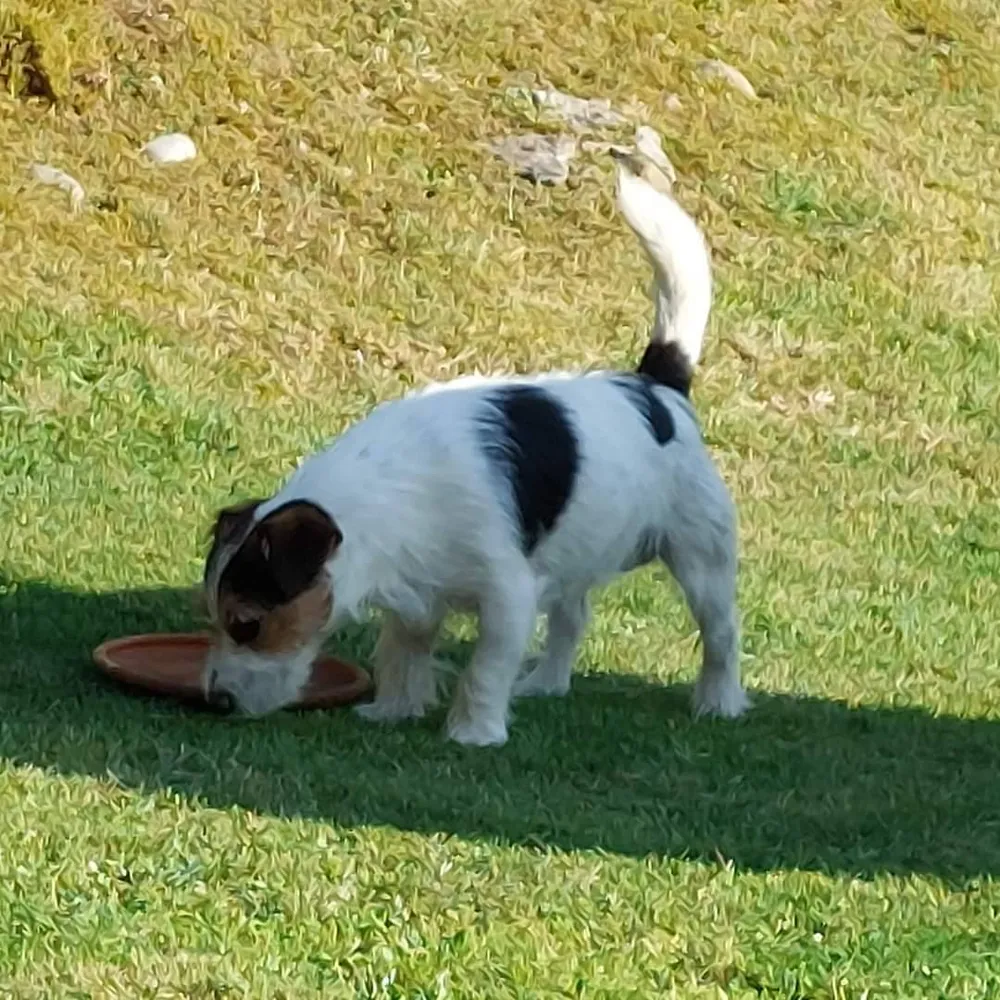 Yack Russell tricolor 