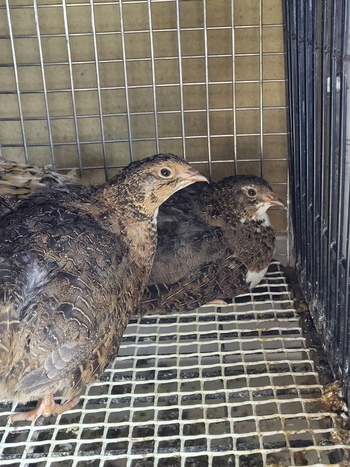 codornices ponedoras 