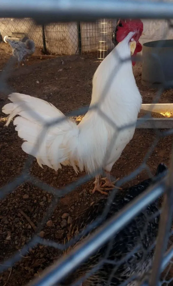 Huevos fértiles de leghorn blanco 