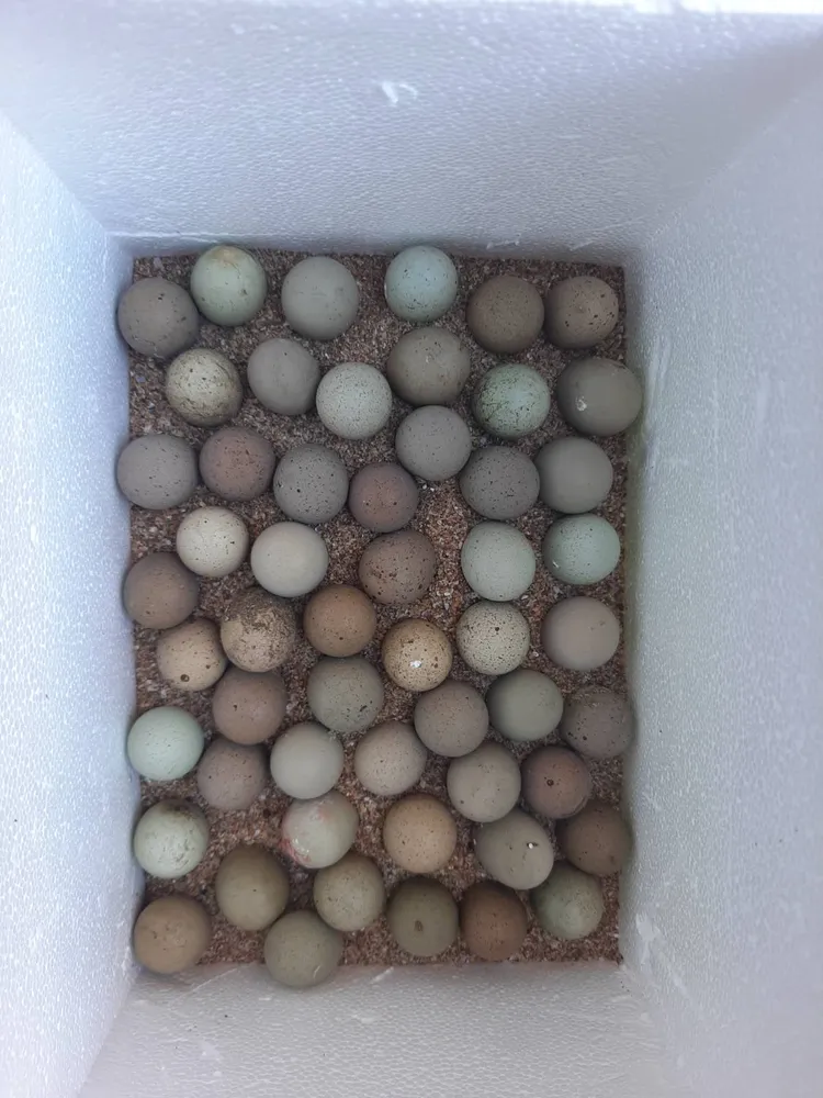 Huevos codorniz china 