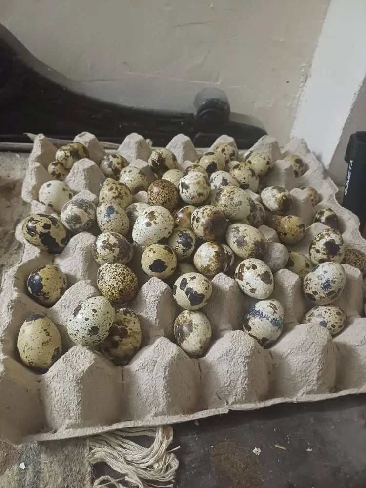 HUEVOS CODORNIZ PUESTA