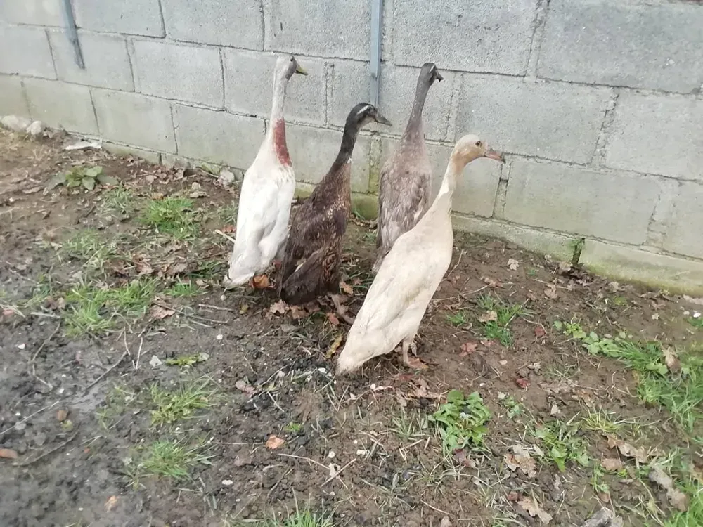 Se venden huevos de corredor indio