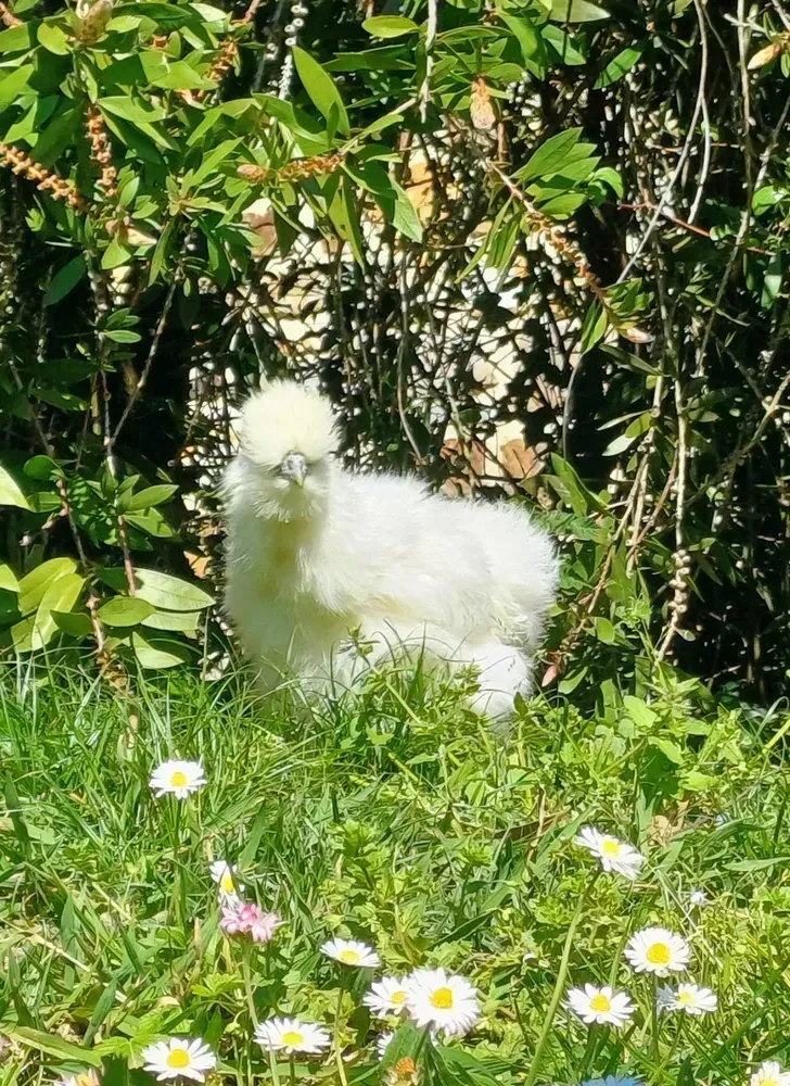 Sedosas de Japón pollitos y huevos fértiles 