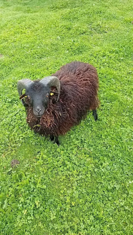 Se cambia carnero enano 