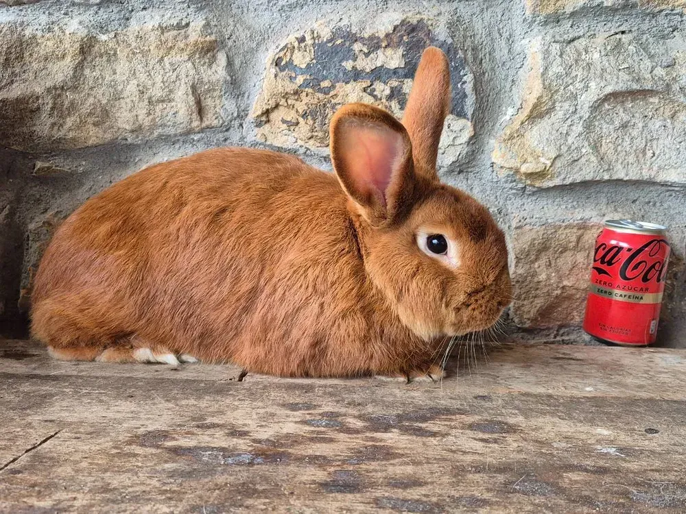 Leonados de Borgoña 