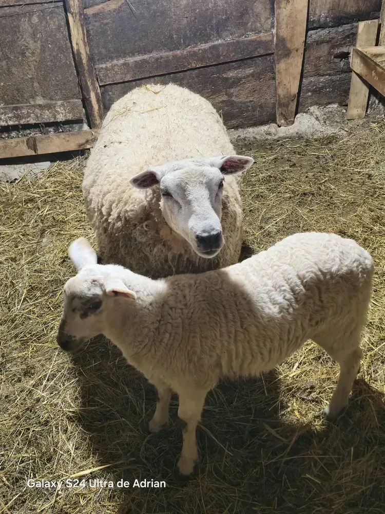 Cordera 18 meses y corderina 40 días 