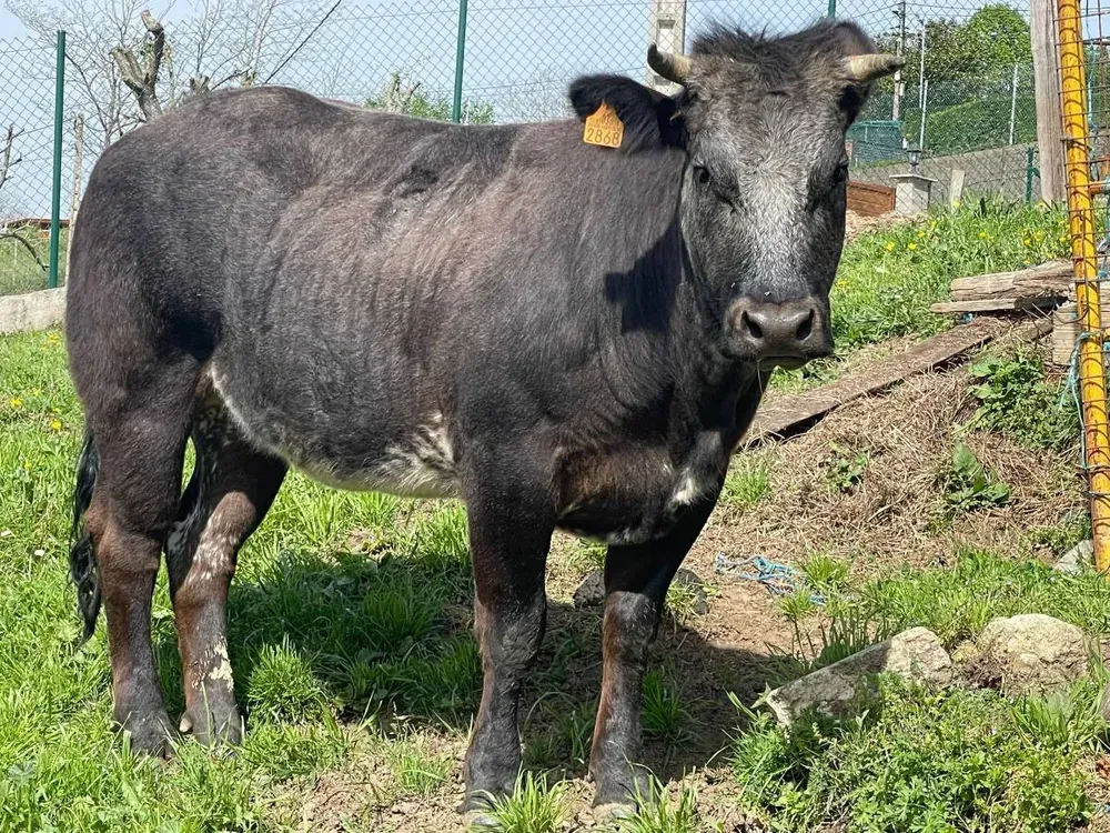 Vendo vaca azul belga