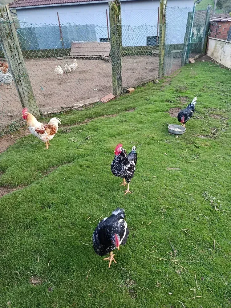 Se venden pitos pinta roxia y pinta negra