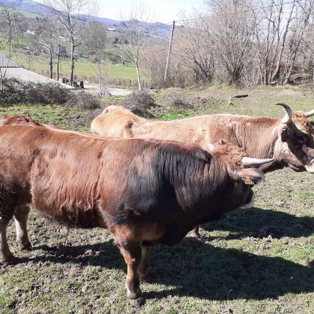 Se vende xatu de quince meses 