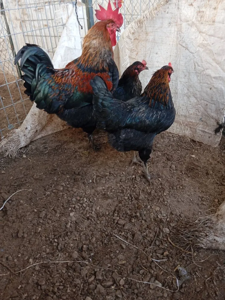 Huevos fértiles de olive 