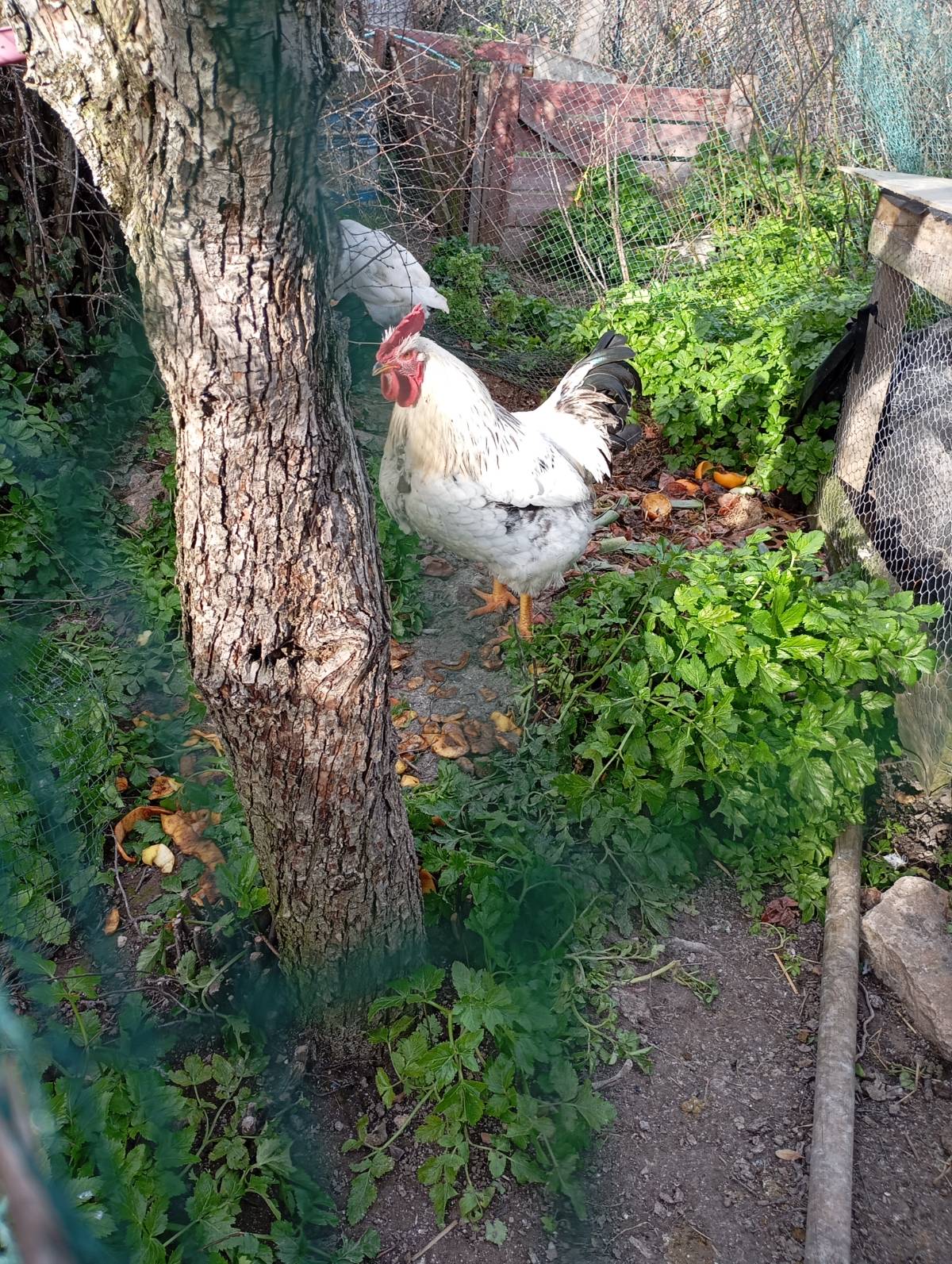 Gallo sussex de 7 meses