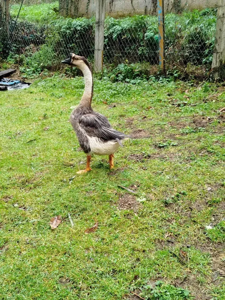 Se vende o cambia por hembra toulouseOca macho muy bueno 