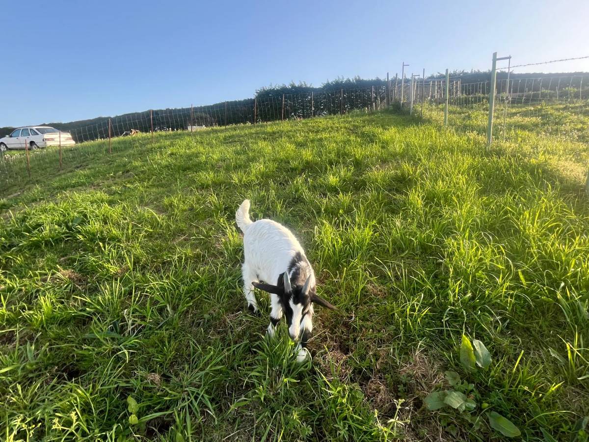 Cabrito de buena talla - imagen 1
