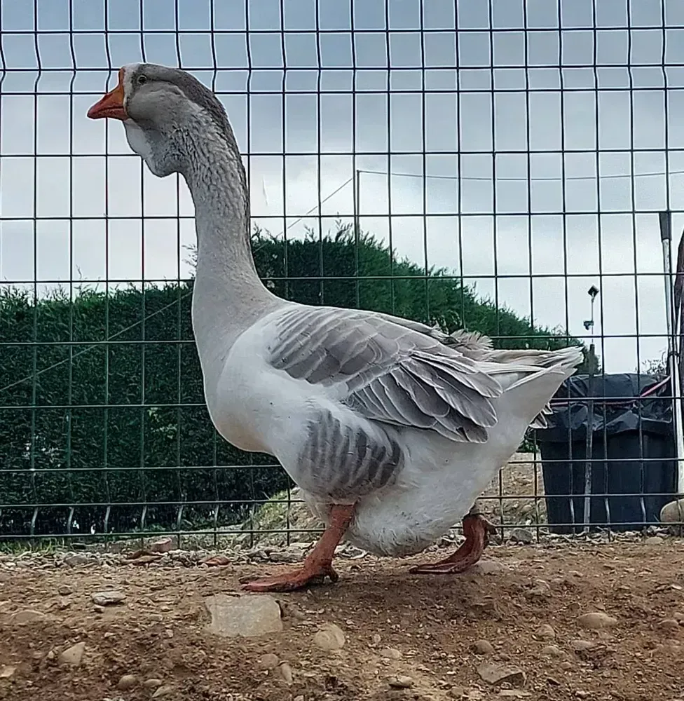 Oca macho kholmogory 