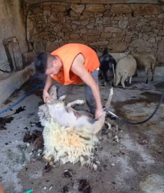 Esquilador de ovejas León y Zamora