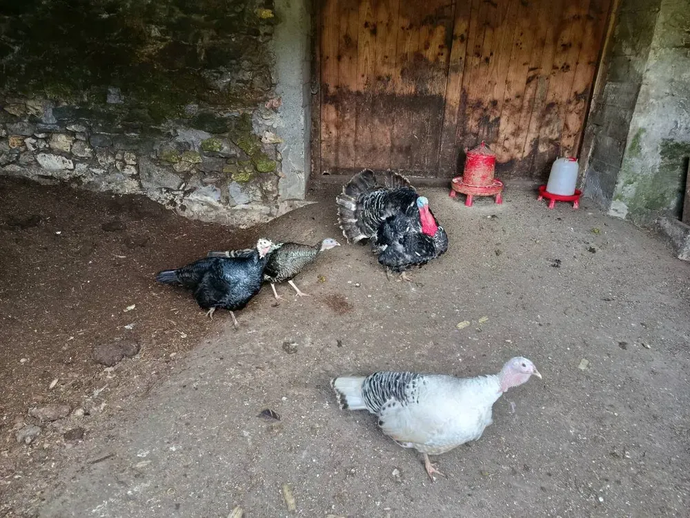 Se venden crias de pavo