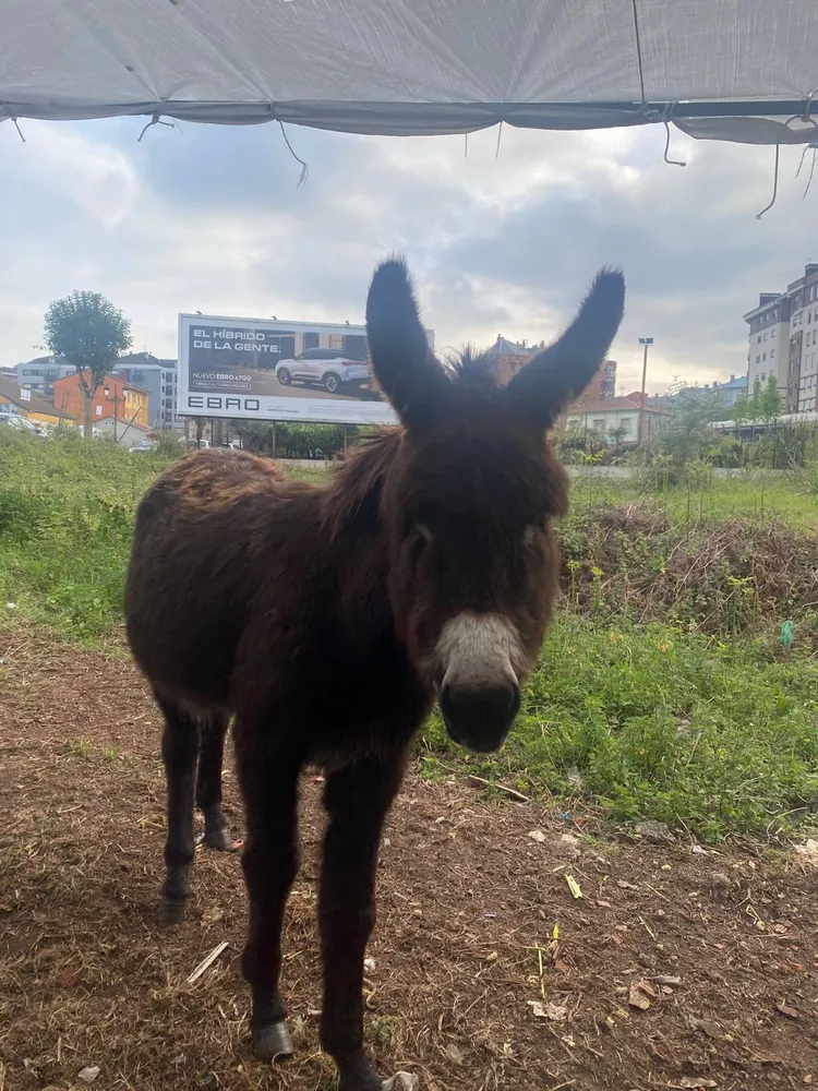 Se vende burra joven