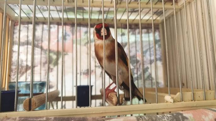 Jilgueros, camachuelos, luganos, verdecillos, pardillos y más especies