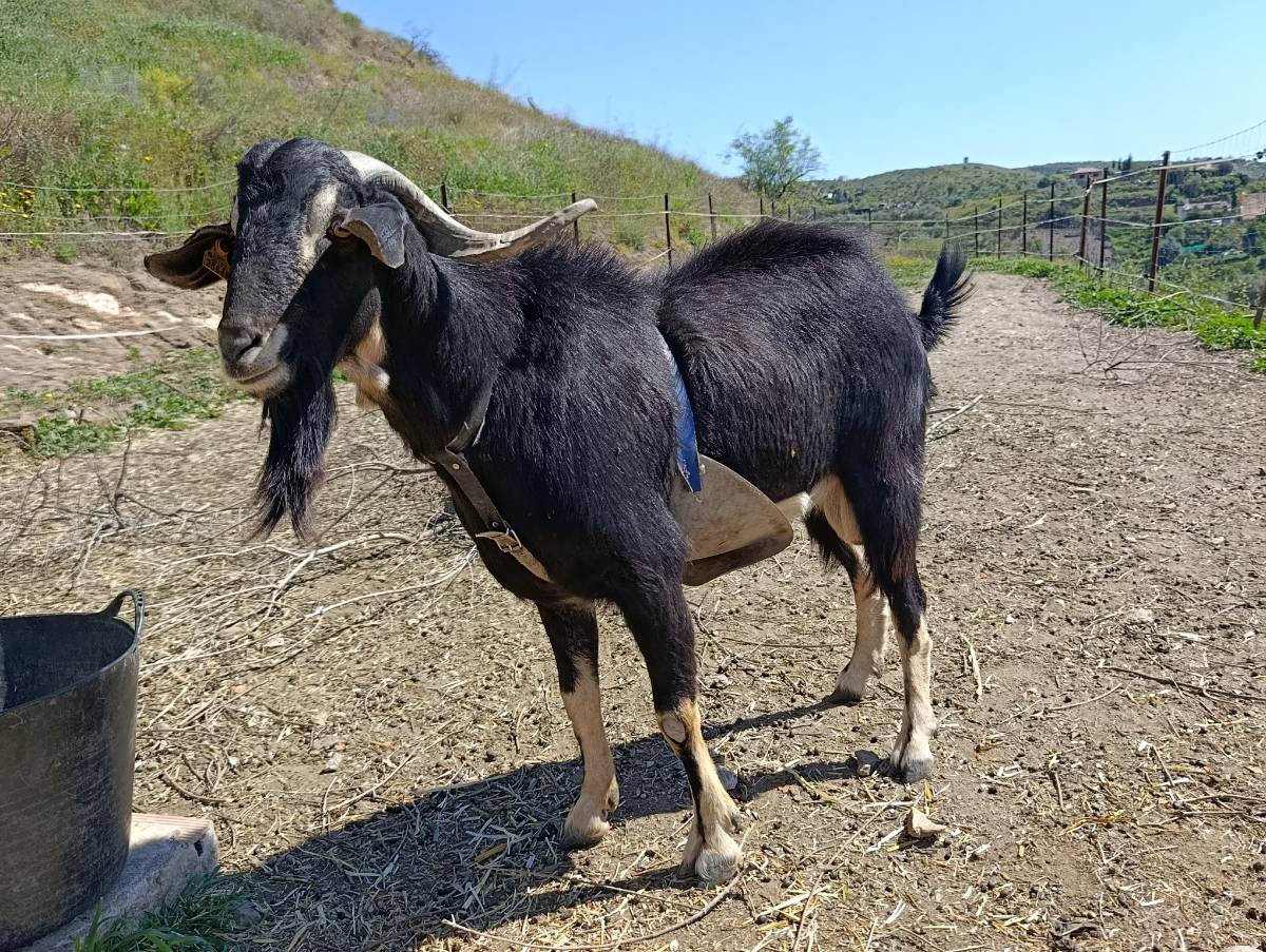 Cabras malagueñas 