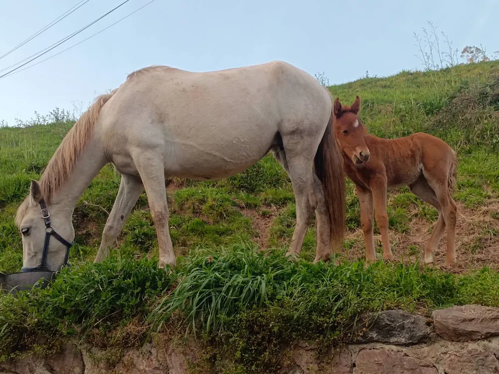 Se vende yegua pura española 