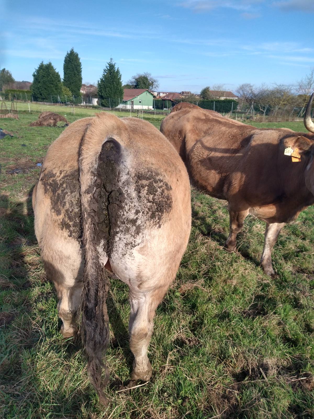 Se venden vacas preñadas y paridas.