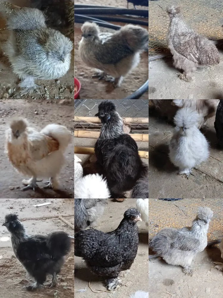 Huevos fértiles de sedosas 