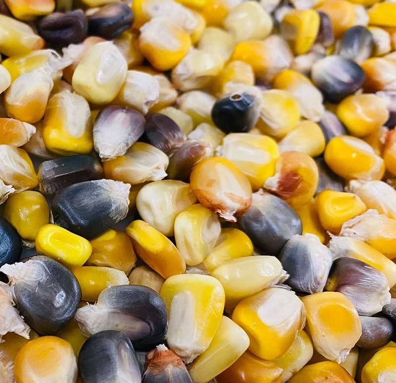 30 gr. Semillas de maíz variedad antigua autóctona Asturias