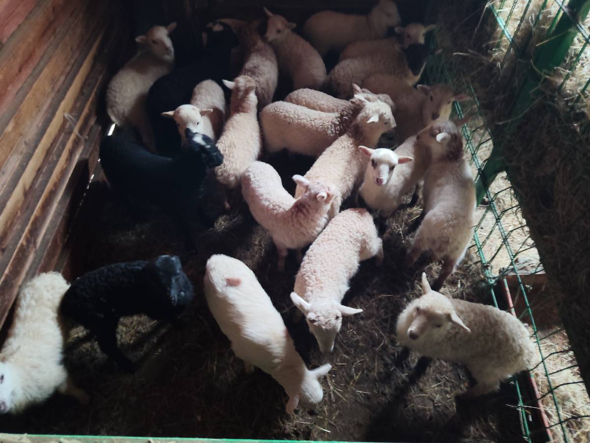 Corderos machos - imagen 1