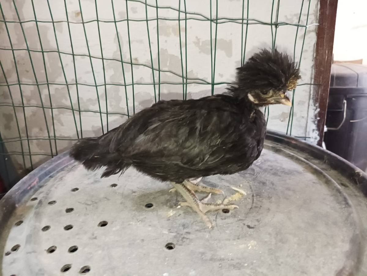 Holandesas moñudas jóvenes