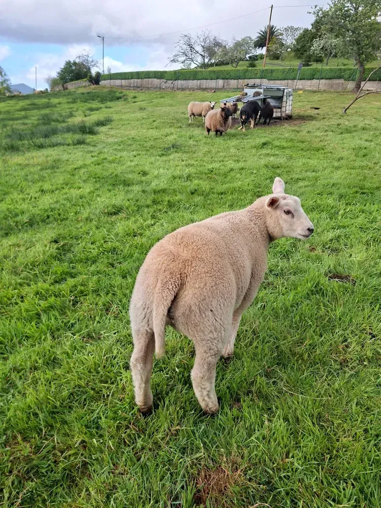 Se venden dos corderos