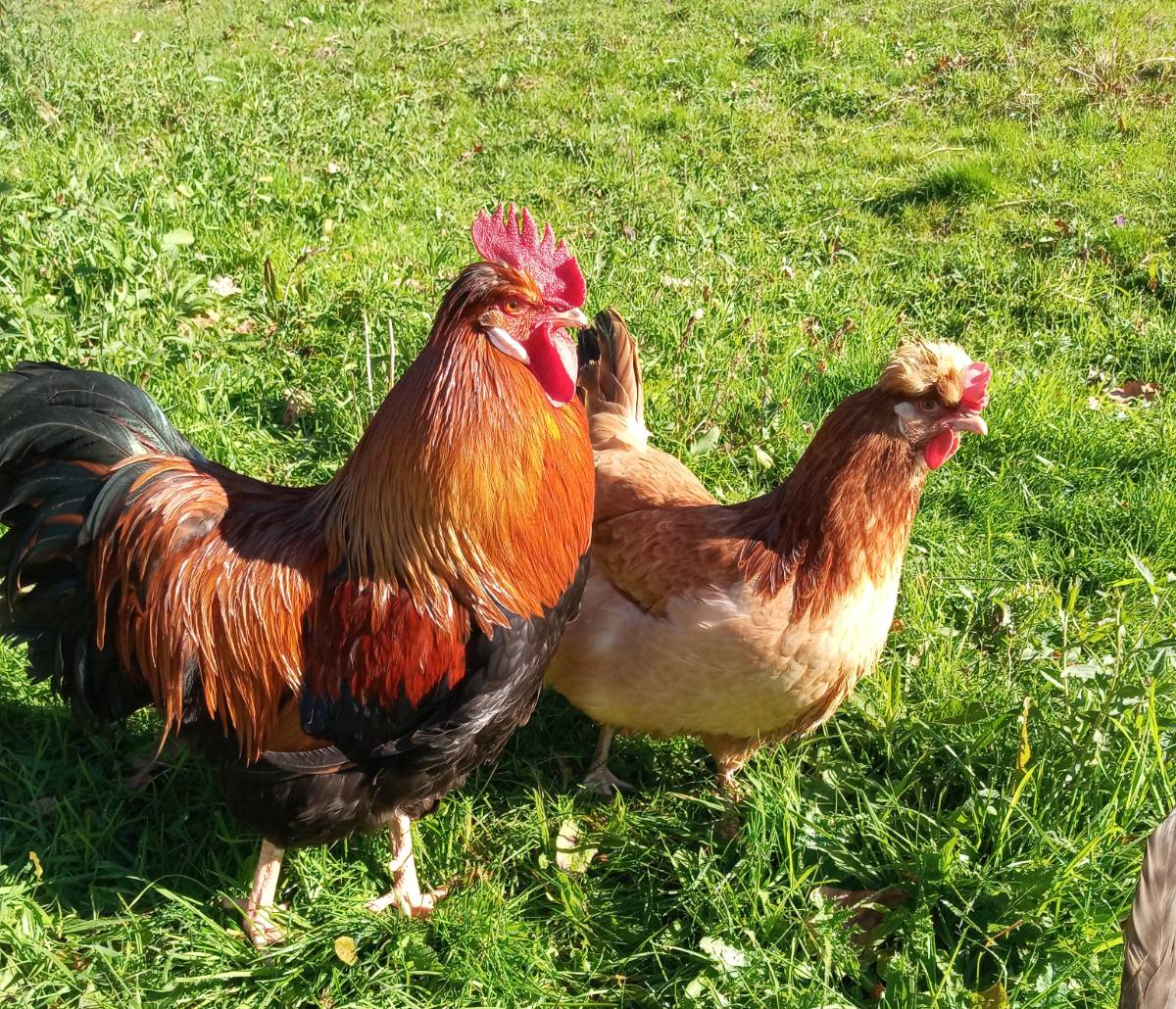 Huevos de gallina Sulmtaler, appenzeller y Cream Legbar 