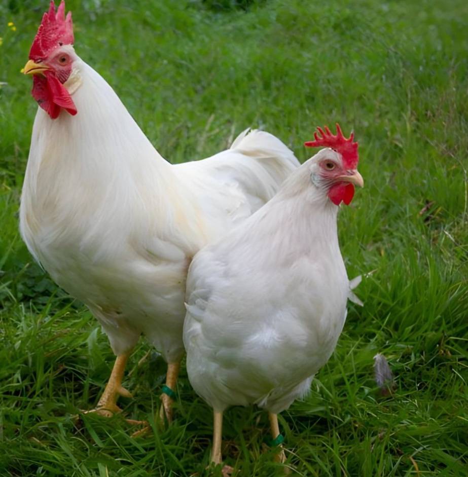 Gallinas Leghorn blancas 18€