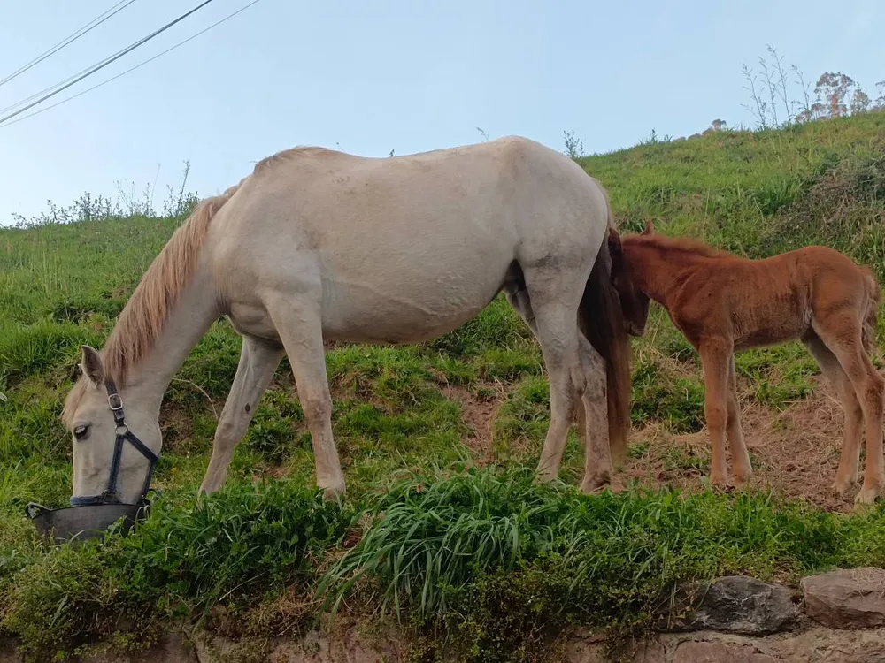Se vende yegua pura española