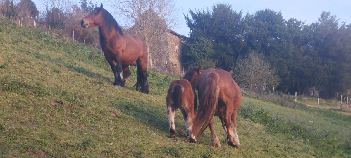 Venta de yegua parida