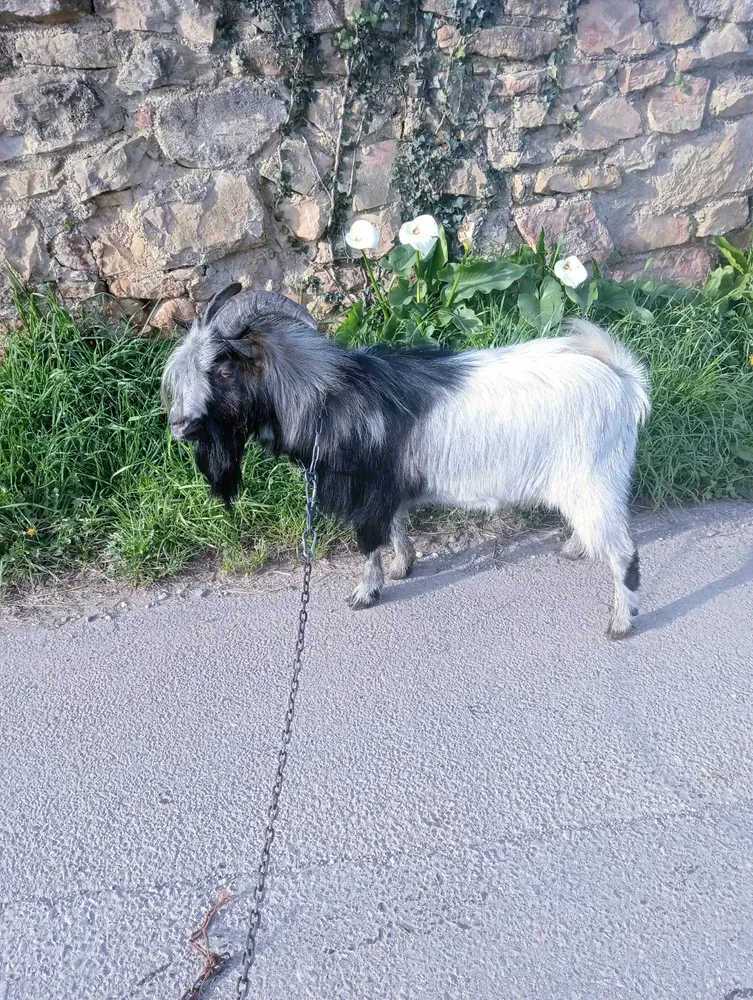 Se vende cabrito enano 