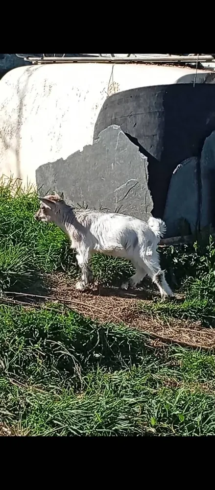 Cabritos enanos mochos