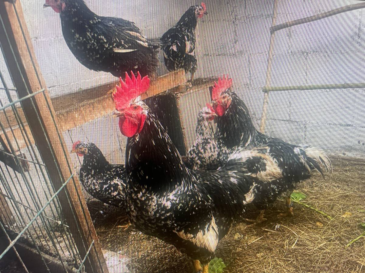 se pollitos pita pinta